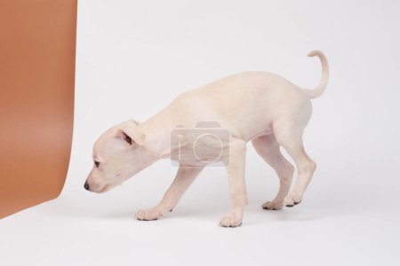 Téléchargez les photos : Portrait de chiot lévrier italien mignon isolé sur fond de studio brun blanc. Petit chien beagle blanc beige colo - en image libre de droit