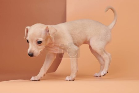 Photo for Portrait of cute Italian Greyhound puppy isolated on brown orange studio background. Small beagle dog white beige colo - Royalty Free Image