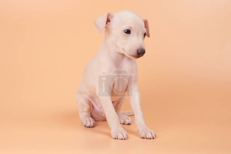 Photo for Portrait of cute Italian Greyhound puppy isolated on orange peachy studio background. Small beagle dog white beige colo - Royalty Free Image
