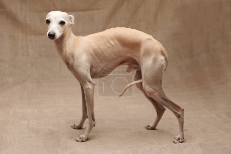 Photo for Portrait of Italian Greyhound male dog posing isolated on beige studio background - Royalty Free Image