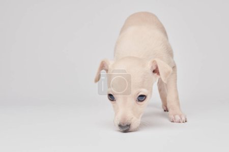 Foto de Retrato de lindo cachorro galgo italiano aislado sobre fondo de estudio blanco. Pequeño perro beagle blanco beige colo - Imagen libre de derechos