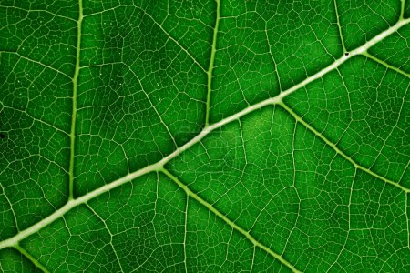 Téléchargez les photos : Texture des feuilles vertes gros plan arrière-plan, macro photo - en image libre de droit