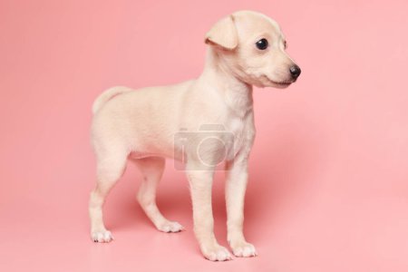 Foto de Retrato de lindo cachorro galgo italiano aislado sobre fondo de estudio rosa. Pequeño perro beagle blanco beige colo - Imagen libre de derechos