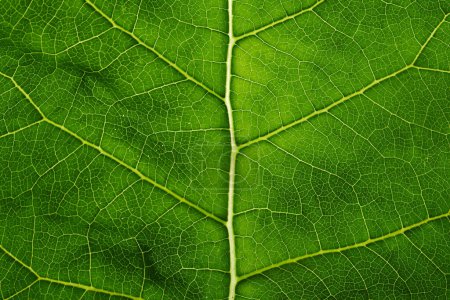 Photo for Green leaf texture closeup background, macro photo - Royalty Free Image