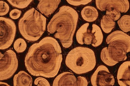 Foto de Fondo decorativo de madera de tronco. Superficie texturizada con anillos, rodajas de tronco de árbol - Imagen libre de derechos