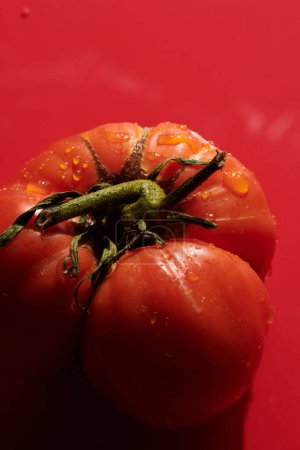 Foto de Tomates rojos frescos aislados sobre fondo rojo. Verduras ecológicas, cosecha estacional - Imagen libre de derechos