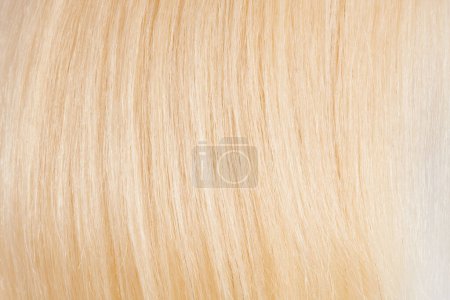Photo for Close-up view of natural shiny hair, bunch of fair blonde curls background - Royalty Free Image