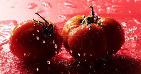 Téléchargez les photos : Tomates rouges fraîches isolées sur fond rouge. Légumes bio, récolte saisonnière - en image libre de droit