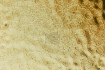 Photo for Golden textured surface abstract background. Creative backdrop, pattern for printing on card, wallpaper print - Royalty Free Image