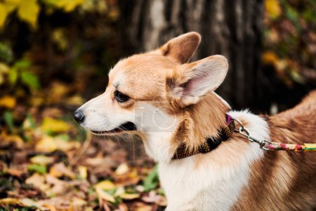 Foto de Pembroke Corgi galés en un paseo. Retrato de un perro en el parque de otoño - Imagen libre de derechos