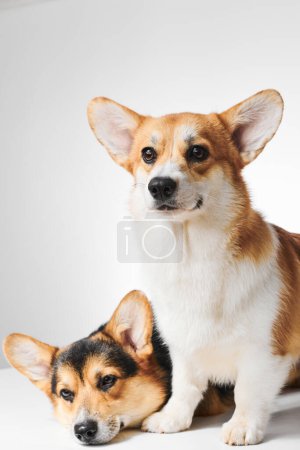 Téléchargez les photos : Portrait Pembroke Welsh Corgi isolé sur fond de studio blanc avec espace de copie, famille de deux chiens de race pure - en image libre de droit