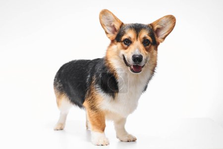 Photo for Pembroke Welsh Corgi portrait isolated on white studio background with copy space, purebred dog - Royalty Free Image