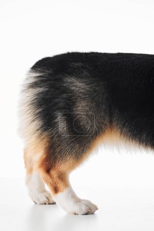 Téléchargez les photos : Pembroke Welsh Corgi isolé sur fond de studio blanc, portrait en gros plan de patte de chien - en image libre de droit