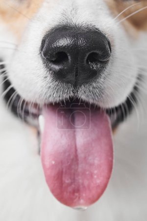 Téléchargez les photos : Pembroke Welsh Corgi sur fond studio, portrait en gros plan d'un chien souriant montrant sa langue - en image libre de droit