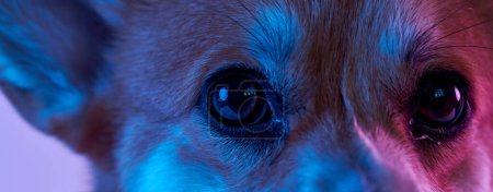 Photo for Pembroke Welsh Corgi on studio background, close-up portrait of dog eyes - Royalty Free Image