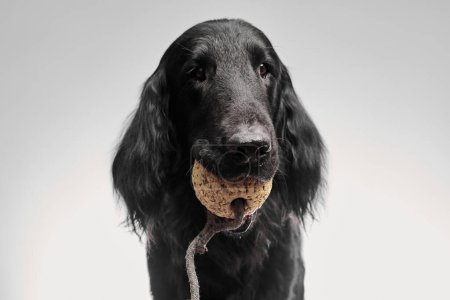 Photo for Portrait of black flat-coated retriever isolated on white studio background, purebred dog with a toy in his mouth - Royalty Free Image