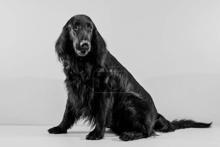 Téléchargez les photos : Portrait de récupérateur noir à revêtement plat isolé sur fond de studio blanc, chien de race - en image libre de droit