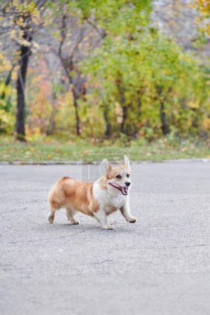 Foto de Pembroke Corgi galés en un paseo. Retrato de un perro en el parque de otoño - Imagen libre de derechos