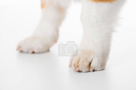 Photo for Pembroke Welsh Corgi isolated on white studio background, close-up portrait of dog paw - Royalty Free Image