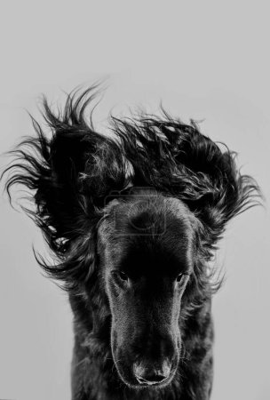 Photo for Portrait of black flat-coated retriever isolated on white studio background, purebred dog - Royalty Free Image