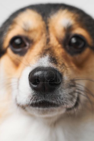 Photo for Pembroke Welsh Corgi on studio background, close-up portrait of dog muzzle - Royalty Free Image