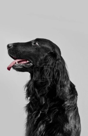 Foto de Retrato de negro recubierto plano retriever aislado sobre fondo de estudio blanco, perro de raza pura - Imagen libre de derechos
