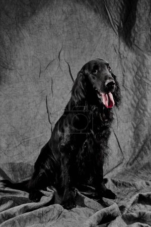 Foto de Retrato de negro recubierto plano retriever aislado sobre fondo de estudio gris oscuro, perro de raza pura - Imagen libre de derechos