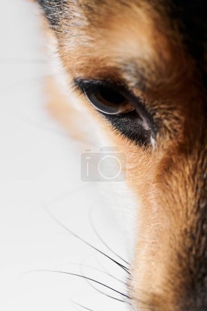Téléchargez les photos : Pembroke Welsh Corgi sur fond studio, portrait rapproché des yeux de chien - en image libre de droit