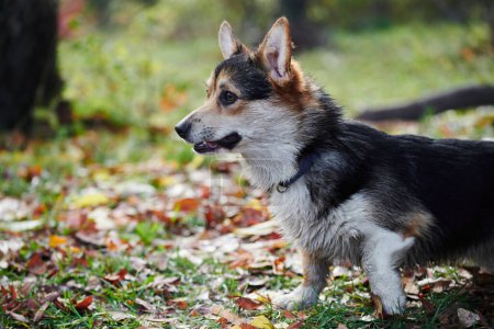 Photo for Pembroke Welsh Corgi on a walk. Portrait of a dog in the autumn park - Royalty Free Image