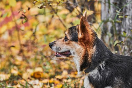 Téléchargez les photos : Pembroke Welsh Corgi en promenade. Portrait de chien dans le parc d'automne - en image libre de droit