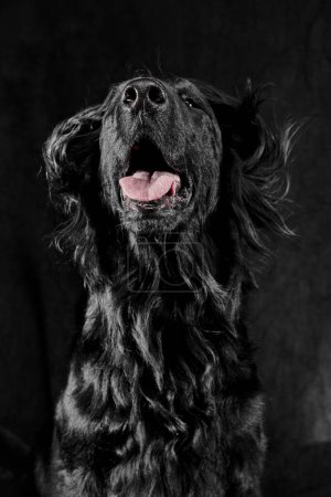 Photo for Portrait of black flat-coated retriever isolated on dark gray studio background, purebred dog - Royalty Free Image