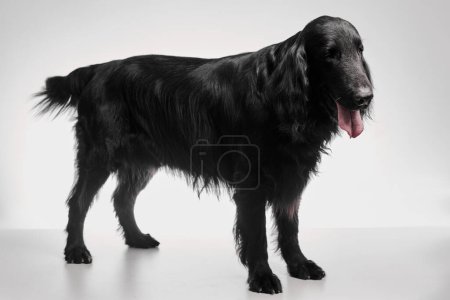 Photo for Portrait of black flat-coated retriever isolated on white studio background, purebred dog - Royalty Free Image