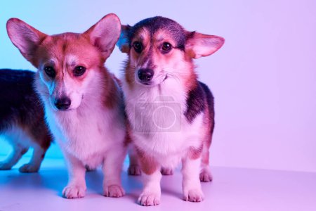 Téléchargez les photos : Portrait Pembroke Welsh Corgi isolé sur fond de studio blanc avec espace de copie, famille de trois chiens de race pure - en image libre de droit