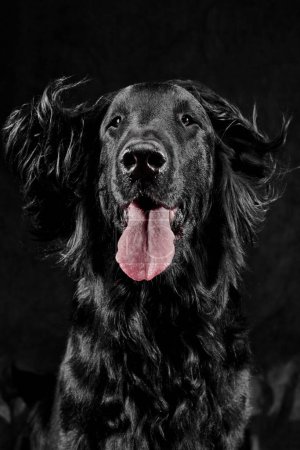 Foto de Retrato de negro recubierto plano retriever aislado sobre fondo de estudio gris oscuro, perro de raza pura - Imagen libre de derechos