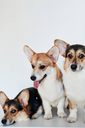 Photo for Pembroke Welsh Corgi portrait isolated on white studio background with copy space, family of three purebred dogs - Royalty Free Image