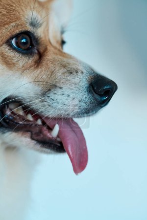 Photo for Pembroke Welsh Corgi on studio background, close-up portrait of smiling dog showing tongue - Royalty Free Image