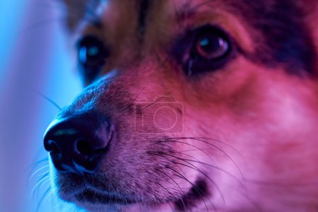 Photo for Pembroke Welsh Corgi on studio background, close-up portrait of dog muzzle - Royalty Free Image