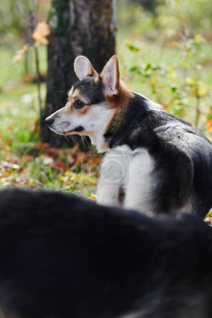Téléchargez les photos : Pembroke Welsh Corgi en promenade. Portrait de chien dans le parc d'automne - en image libre de droit