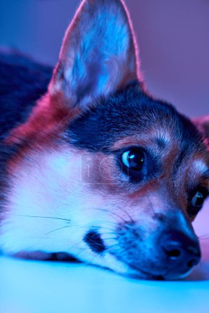 Téléchargez les photos : Pembroke Welsh Corgi sur fond studio, portrait en gros plan de muselière pour chien - en image libre de droit