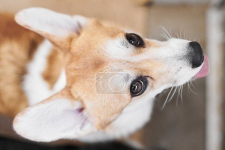 Téléchargez les photos : Pembroke Welsh Corgi sur fond studio, portrait en gros plan d'un chien souriant montrant sa langue - en image libre de droit