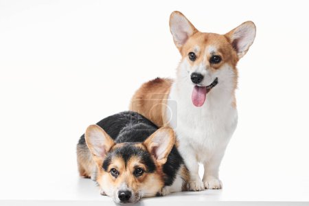 Photo for Pembroke Welsh Corgi portrait isolated on white studio background with copy space, family of two purebred dogs - Royalty Free Image