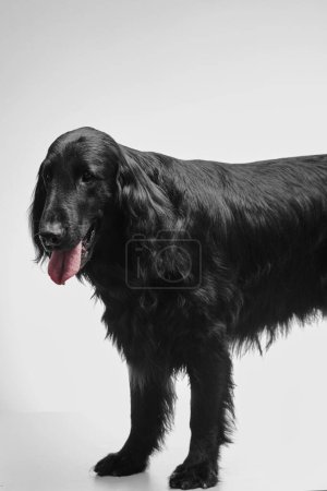Foto de Retrato de negro recubierto plano retriever aislado sobre fondo de estudio blanco, perro de raza pura - Imagen libre de derechos