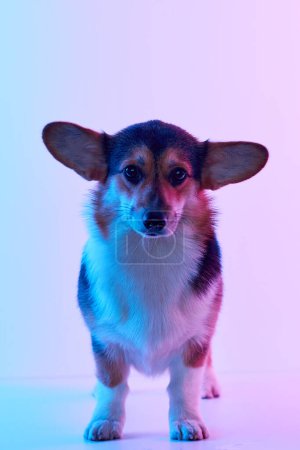 Téléchargez les photos : Portrait Pembroke Welsh Corgi isolé sur fond de studio blanc avec espace de copie, chien de race - en image libre de droit