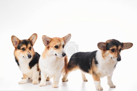 Téléchargez les photos : Portrait Pembroke Welsh Corgi isolé sur fond de studio blanc avec espace de copie, famille de trois chiens de race pure - en image libre de droit