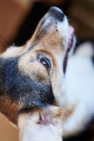 Photo for Pembroke Welsh Corgi on studio background, close-up portrait of smiling dog showing tongue - Royalty Free Image