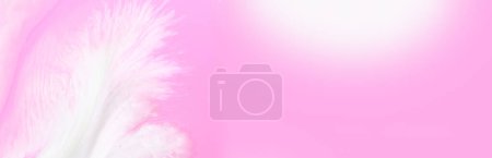 Foto de Fondo rosa suave abstracto con forma de pluma blanca flujo de colores. Imprimir para imprimir tarjetas de invitación o certificados de boda - Imagen libre de derechos