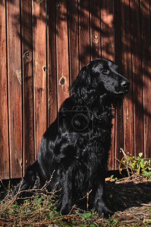 Téléchargez les photos : Portrait d'un récupérateur noir à poil plat marchant et jouant en gros plan, chien de race sur fond de clôture en bois - en image libre de droit