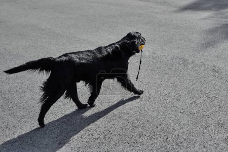 Foto de Retrato de negro recubierto plano retriever caminando y jugando en la calle de asfalto, perro de raza pura contra el telón de fondo de la ciudad - Imagen libre de derechos