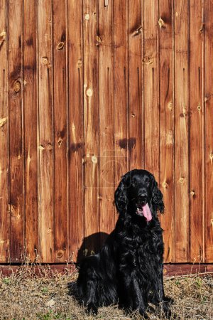 Photo for Portrait of black flat-coated retriever walking and playing close-up, purebred dog against the background of a wooden fence - Royalty Free Image