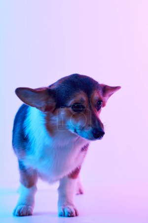 Téléchargez les photos : Portrait Pembroke Welsh Corgi isolé sur fond de studio blanc avec espace de copie, chien de race - en image libre de droit